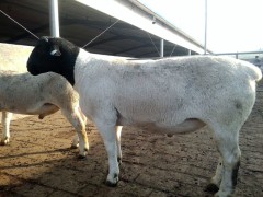 供应山西纯种黑头杜泊羊种公羊多少钱一只哪里有大型养殖场图2