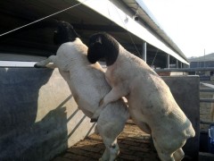 供应山西纯种黑头杜泊羊种公羊多少钱一只哪里有大型养殖场图3